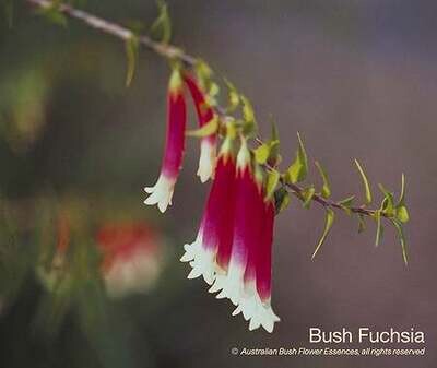 ブッシュ フューシャ Bush Fuchsia (15ml)