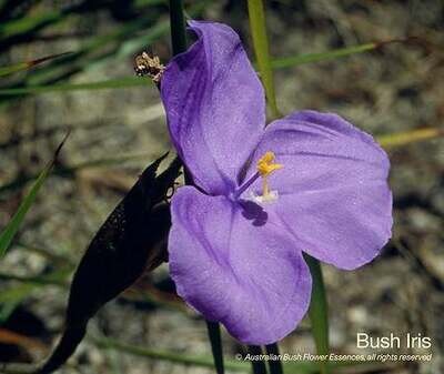 ブッシュ アイリス Bush Iris (15ml)