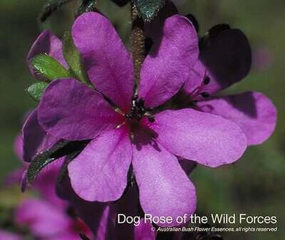 ドッグ ローズ オブ ザ ワイルド フォーシズ
Dog Rose of the Wild Forces (15ml)