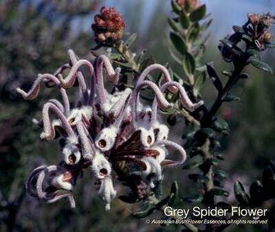 グレイ スパイダー フラワー Grey Spider Flower (15ml)
