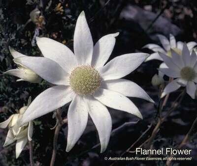 フランネル フラワー Flannel Flower (15ml)