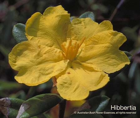 ハイバーシア Hibbertia (15ml)