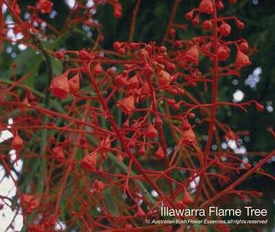 イラワラ フレーム ツリー Illawarra Flame Tree (15ml)