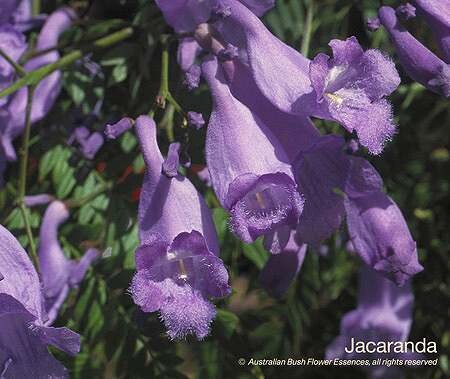 ジャカランダ Jacaranda (15ml)