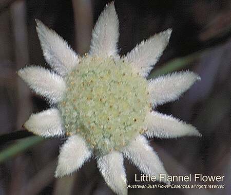 リトル フランネル フラワー Little Flannel Flower (15ml)