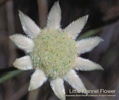リトル フランネル フラワー Little Flannel Flower (15ml)
