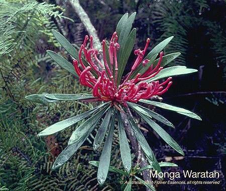 モンガ ワラタ Monga Waratah (15ml)