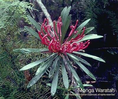 モンガ ワラタ Monga Waratah (15ml)