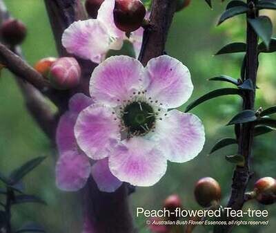 ピーチ フラワード ティーツリー Peach-flowered Tea-tree (15ml)