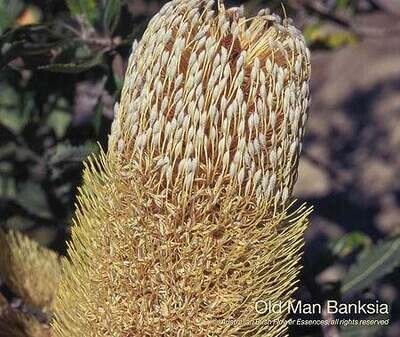 オールド マン バンクシア Old Man Banksia (15ml)