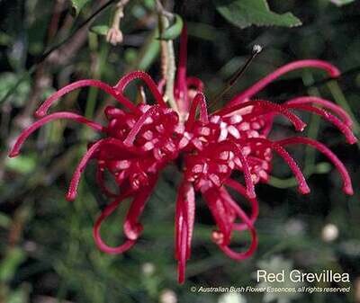 レッド グレヴィレア Red Grevillea (15ml)