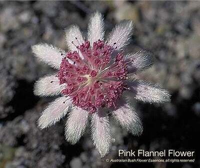 ピンク フランネル フラワー Pink Flannel Flower (15ml)