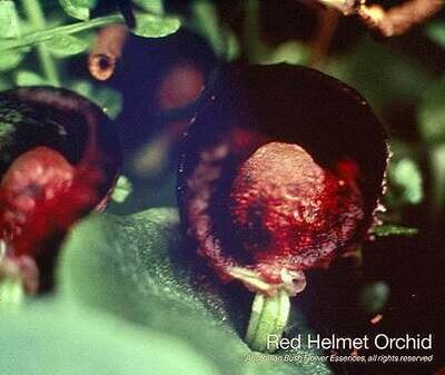 レッド ヘルメット オーキッド Red Helmet Orchid (15ml)