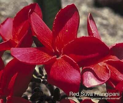レッド スーヴァ フランジパーニ Red Suva Frangipani (15ml)