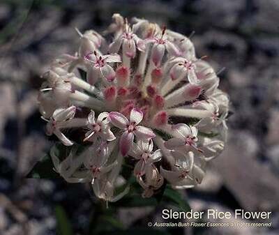 スレンダー ライス フラワー Slender Rice Flower (15ml)