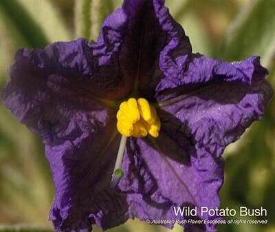 ワイルド ポテト ブッシュ Wild Potato Bush (15ml)