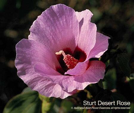 スタート デザート ローズ Sturt Desert Rose (15ml)