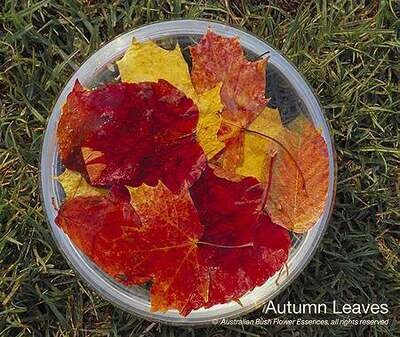オータム リーブズ Autumn Leaves (15ml)