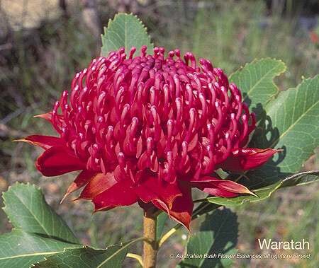 ワラタ Waratah (15ml)