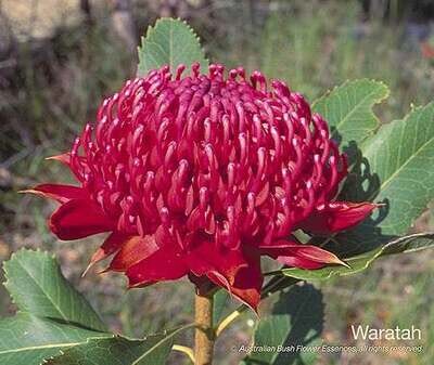 ワラタ Waratah (15ml)