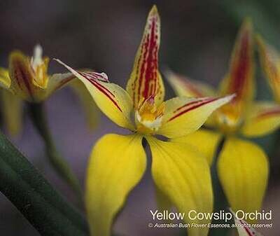 イエロー カウスリップ オーキッド Yellow Cowslip Orchid (15ml)