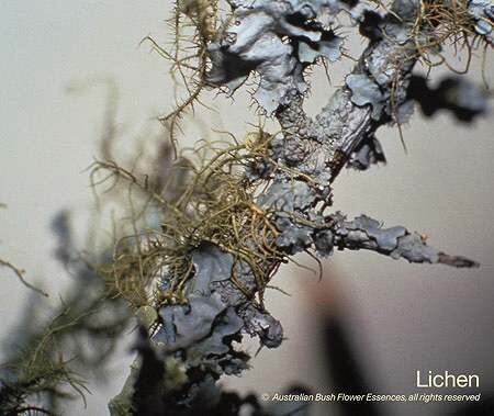 ライケン Lichen (15ml)