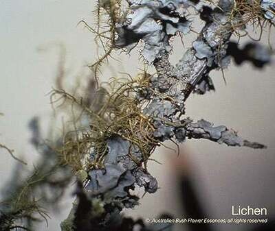 ライケン Lichen (15ml)