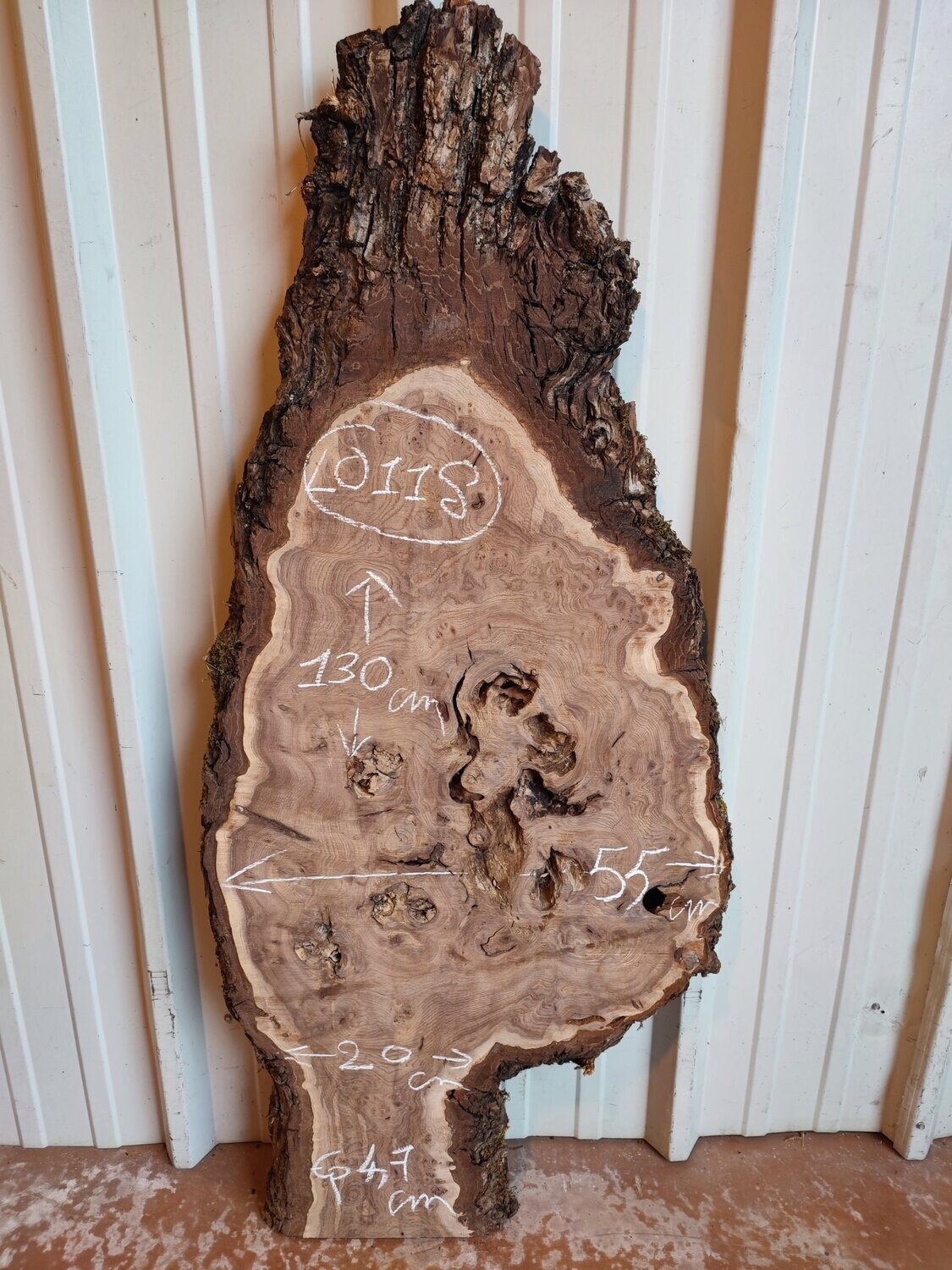 Plateau de loupe d'orme bois brut