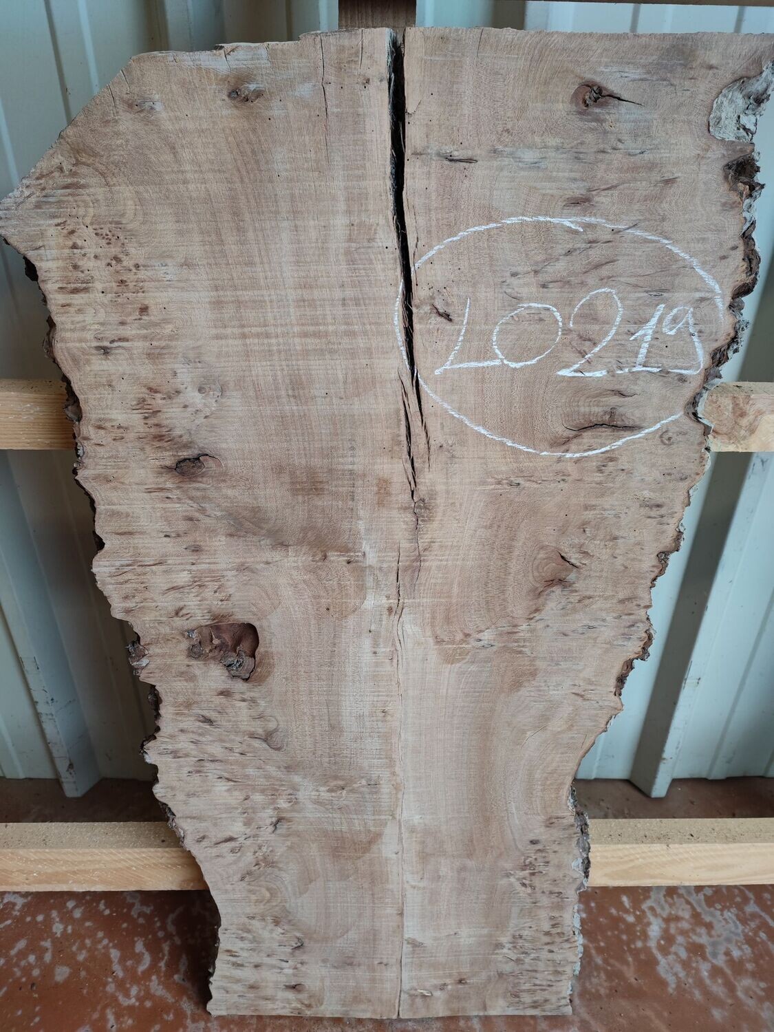 Plateau de bois loupe d'orme brut - LO457