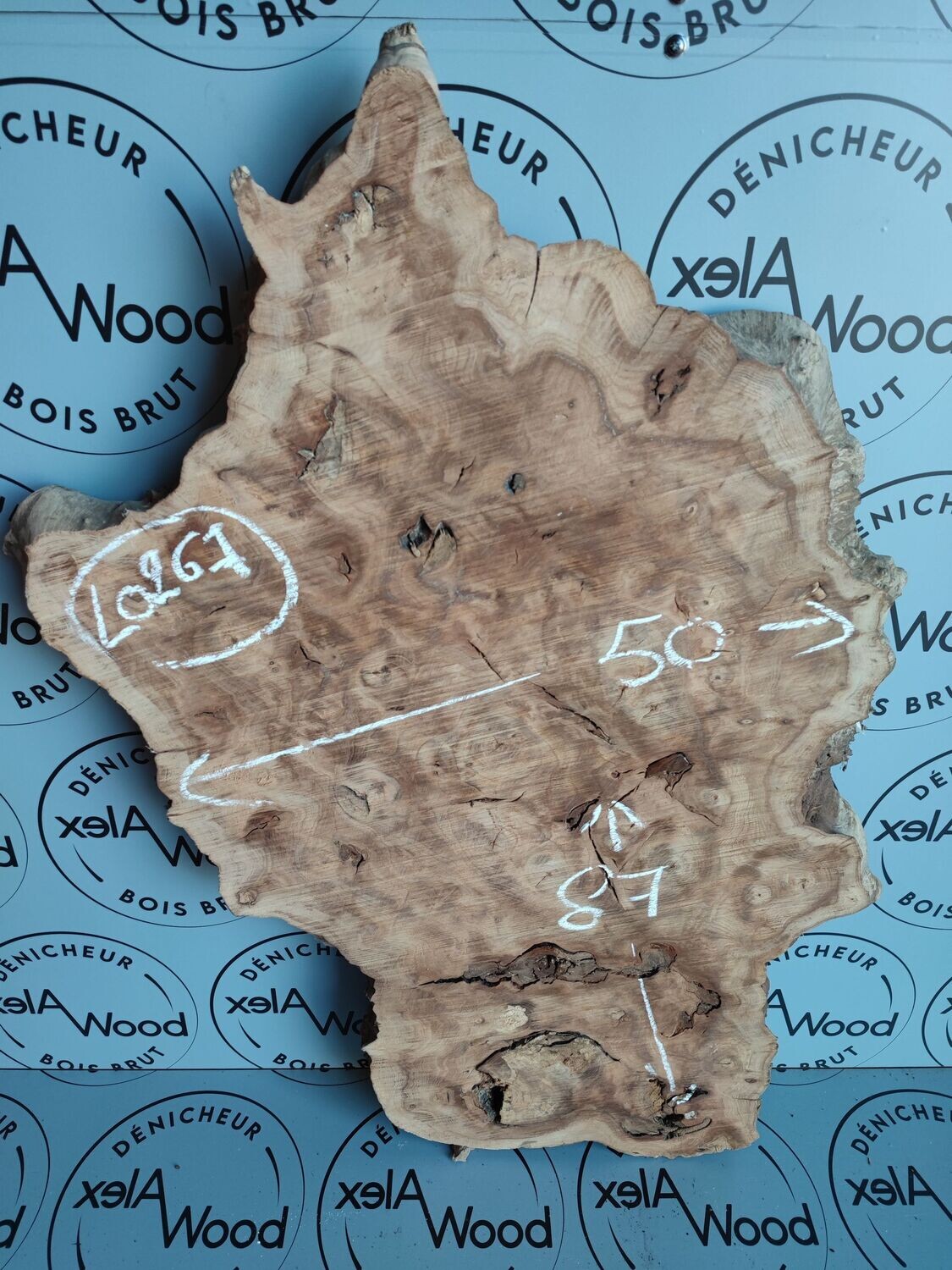 Disque / cookie de loupe d'orme bois brut - LO267