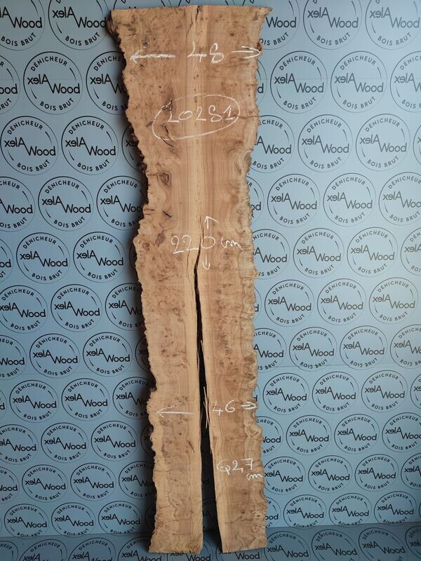 Plateau planche loupe d'orme bois brut