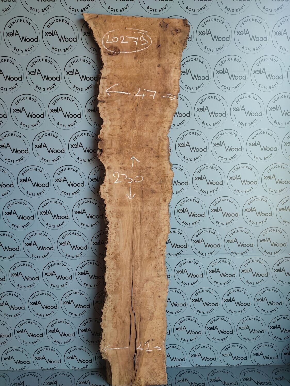 Plateau planche loupe d'orme bois brut