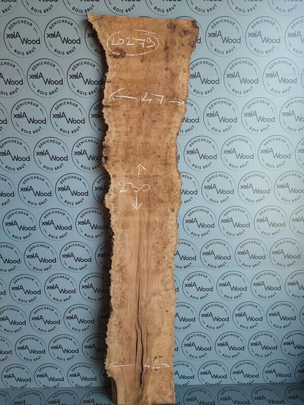 Plateau planche loupe d'orme bois brut