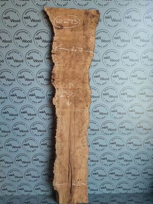 Plateau planche loupe d'orme bois brut