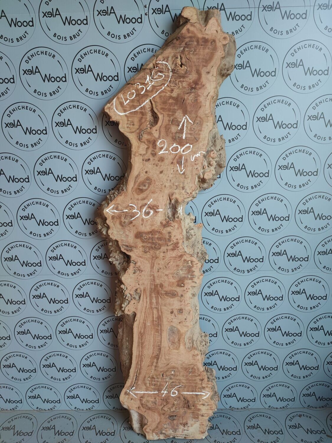 Plateau de loupe d'orme - LO316