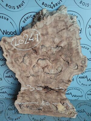 Rondelle bois brut de loupe d'orme - LO247.