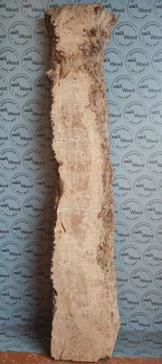 Plateau épais de loupe d'orme français - LO408