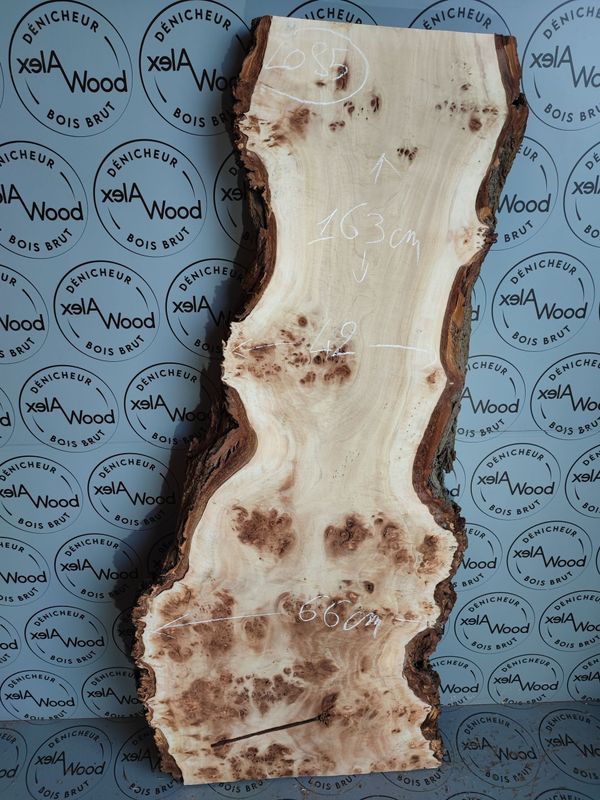 Plateau planche loupe d'orme bois brut