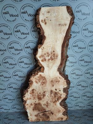 Plateau planche loupe d'orme bois brut