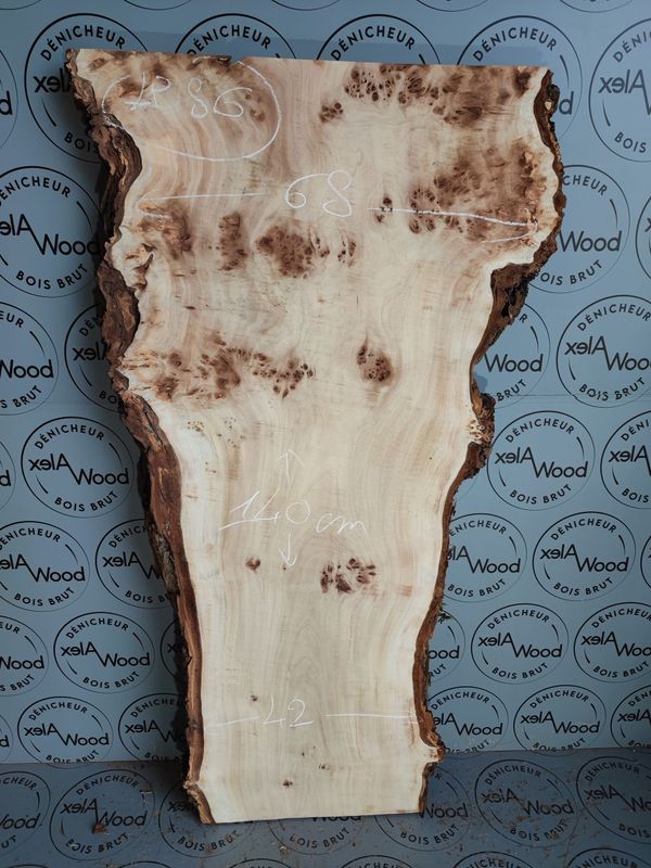 Plateau planche loupe d'orme bois brut
