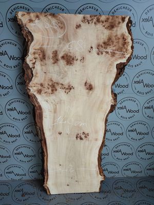 Plateau planche loupe d'orme bois brut