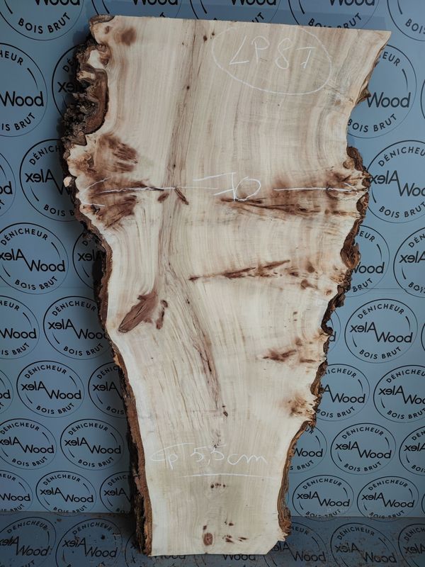 Plateau planche loupe d'orme bois brut