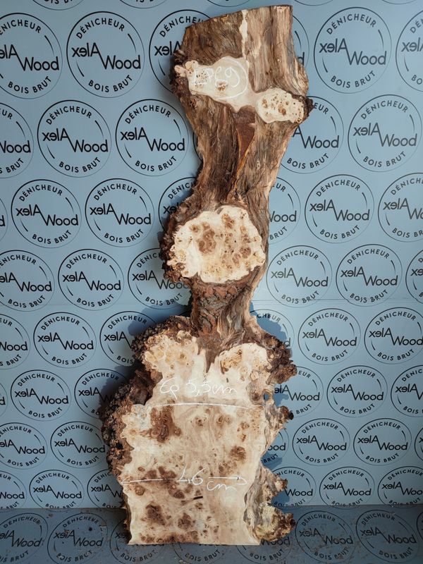 Plateau planche loupe d'orme bois brut
