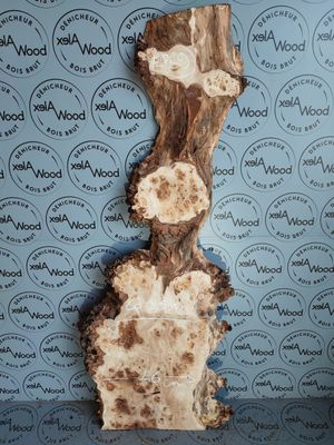Plateau planche loupe d'orme bois brut
