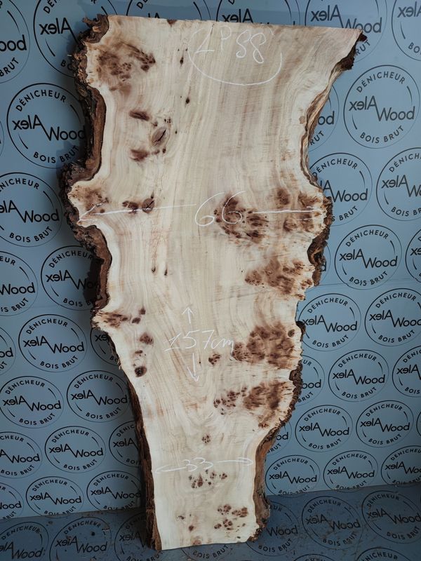 Plateau planche loupe d'orme bois brut