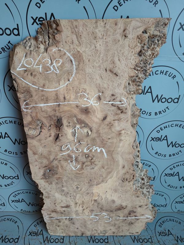 Planche loupe d'orme bois brut - LO438
