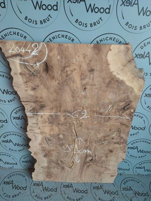 Planche de loupe d'orme bois brut