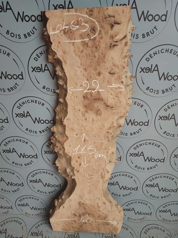 Planche loupe d'orme bois brut