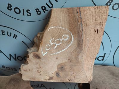 Chute de loupe d'orme - LO500