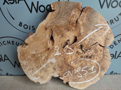 Disque d'olivier - OV851